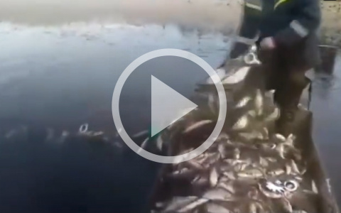 В Кировской области разыскивают браконьеров, опубликовавших видео с уловом в соцсетях