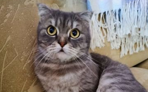 Кировчанин продает кошку, которая «приносит удачу», за 1,5 миллиона рублей