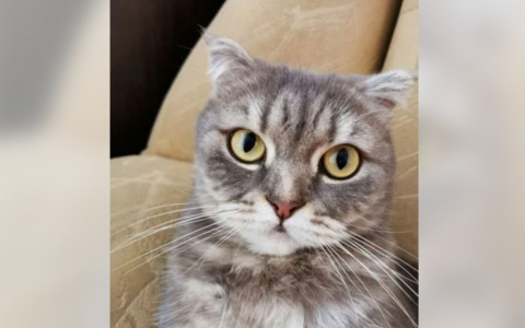 Что обсуждают в Кирове: два смертельных ДТП и продажа кошки-талисмана за 1,5 миллиона рублей