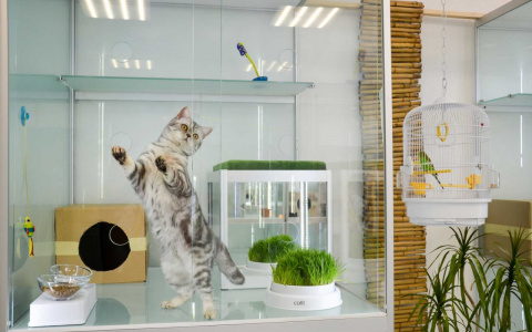 В гостиницы для животных собак доставляют на вертолете