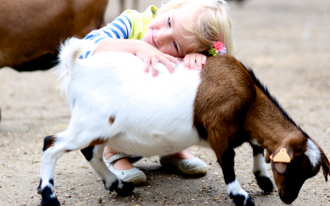 Россельхозбанк: развитие агротуризма позволит увеличить оборот отрасли до 55 млрд рублей в год