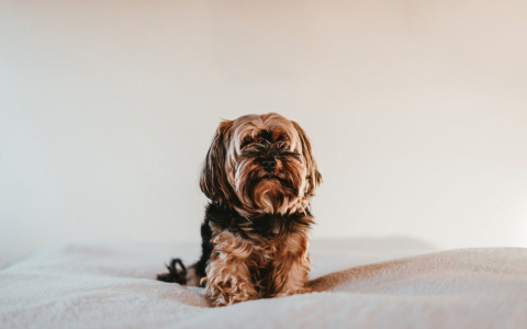 Львы почувствуют одиночество, а Рыб ждут перемены в личной жизни: гороскоп на вторник