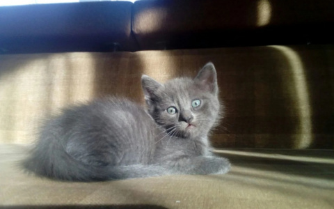 "Нет денег - не открывайте объявление": в Кирове продают котенка за 4,5 млн рублей