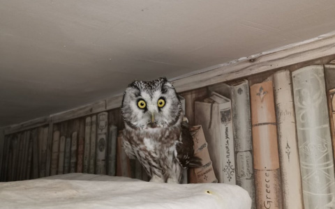 В Кирове нашли сыча со сломанным крылом, а волонтерам удалось его спасти
