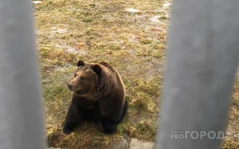 Опасность: на одно из кладбищ в Кировской области медведь пришел искать еду