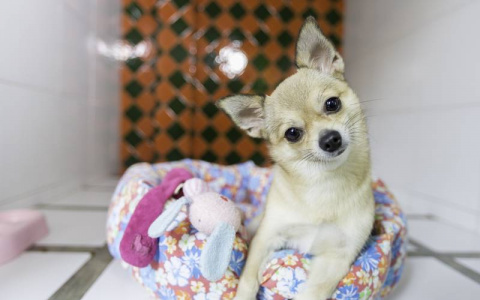 А вы уверены, что с питомцем все в порядке? Важная информация для кировчан, которые обращаются в отели для животных