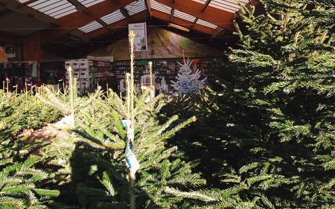 50 тысяч елок из Кировской области отправят на продажу за границу