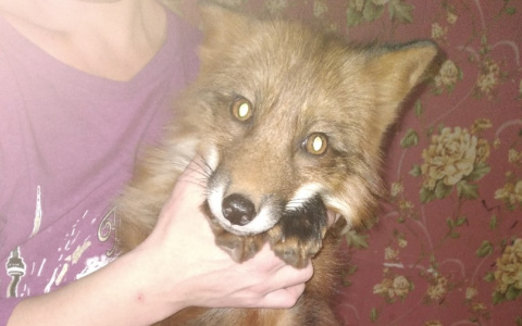 В Кирове нашли пропавших домашних лисят