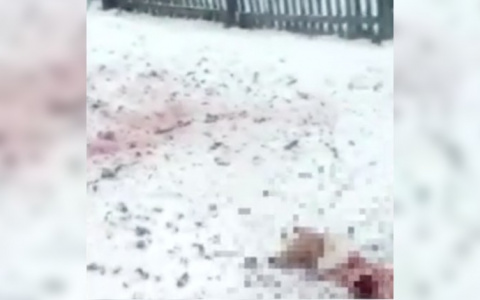 «От собаки ничего не осталось»: жители Кировской области жалуются на волков