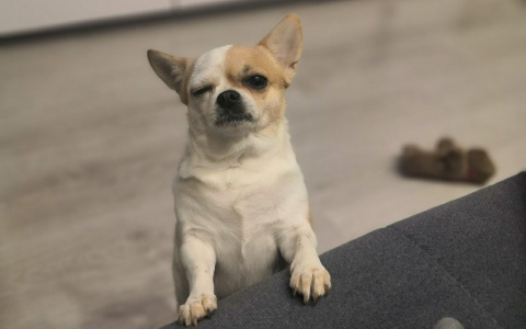 Антистрессовая подборка: 10 кошек и собак из Кирова, которые заставят вас улыбнуться