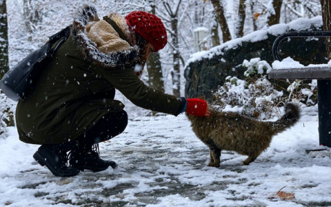Овны совершат ошибку, а Девам стоит присмотреться к окружающим: гороскоп на декабрь
