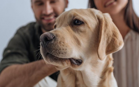"Собака дороже человека": ученые выяснили - нормально ли между жизнью питомца или близкого выбирать