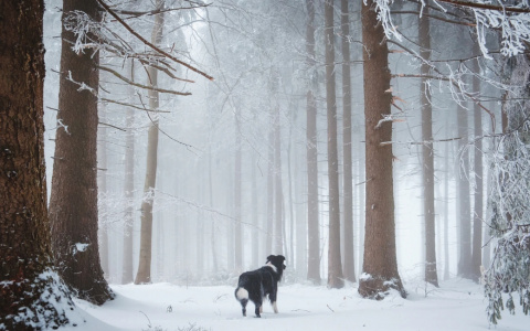 Львы примут важное решение, а Скорпионам грозят неприятности: гороскоп на пятницу