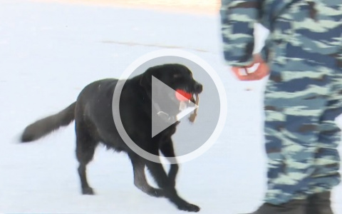 В Кирове овчарку научили определять деньги по запаху