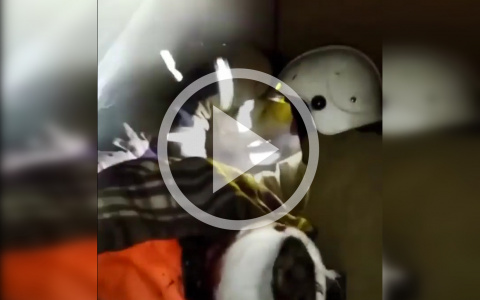 В ДТП с рейсовым автобусом в Слободском районе серьезно пострадал ребенок