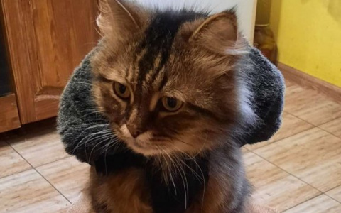 Что из себя представляют кировские гостиницы для животных: история о том, как я своего питомца на чужих людей оставила