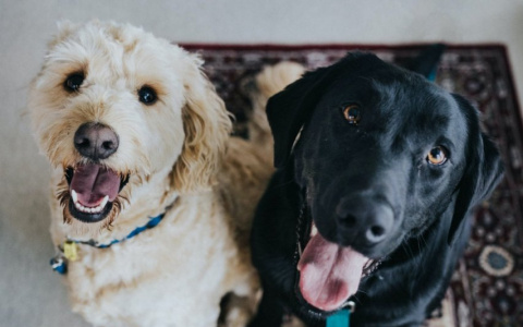 Тельцы рискуют ударить в грязь лицом, а Водолеи смогут расслабиться: гороскоп на четверг