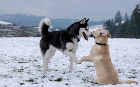 Тельцы совершат невозможное, а Раки захотят уединиться: гороскоп на пятницу