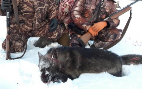 В Кировской области охотники добыли волка-меланиста