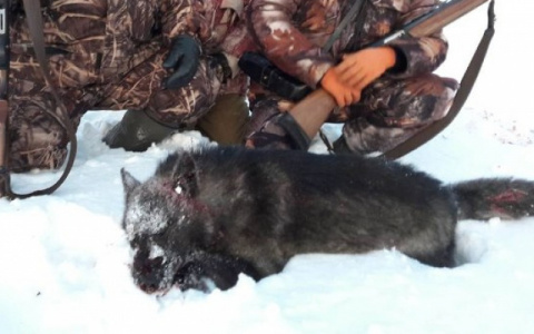 Выплаты семьям с детьми к Новому году и добыча уникального волка: что обсуждают в Кирове
