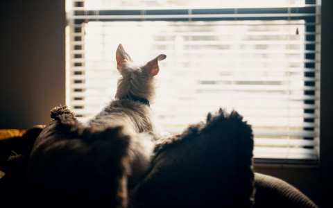 Львам нужно сменить работу, а Водолеи уйдут в себя: гороскоп на вторник