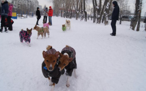 В Кирове будут отлавливать собак на самостоятельном выгуле