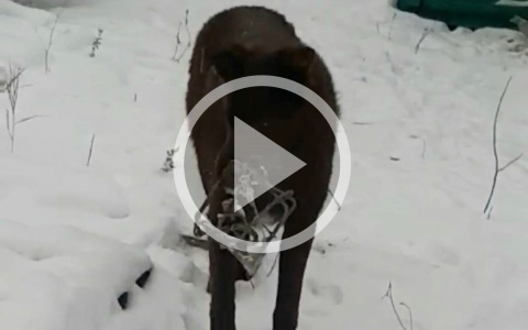 В Кирове попавшему мордой в капкан псу нашли хозяев