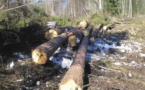 Возле тропы здоровья в Порошино незаконно вырубили лес на 4,8 млн рублей