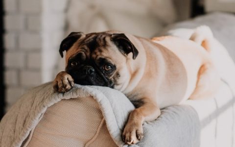 Тельцам нужна передышка, а Львы разнообразят личную жизнь: гороскоп на четверг