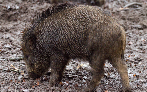 В Кировской области введен режим повышенной готовности