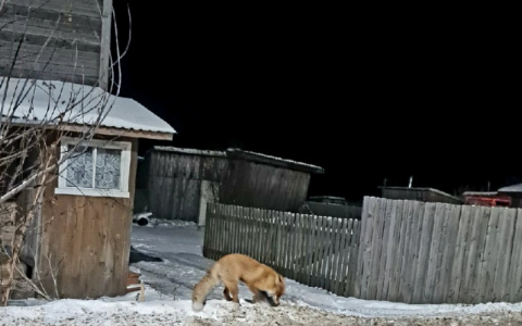 В Котельниче на улицах города заметили лисиц