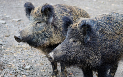 В двух районах Кировской области объявили карантин из-за чумы свиней