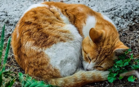 Снова несанкционированное кладбище для животных: что об этом думают жители Кирова