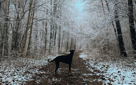 Львы вздохнут полной грудью, а Девам захочется разнообразия: гороскоп на 31 декабря