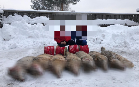 В Кировской области охотники убили стаю из 7 волков