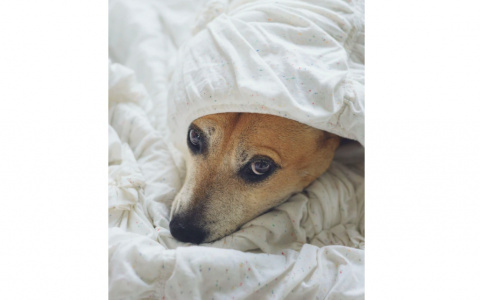 Львы захотят перемен, а Близнецам нельзя принимать поспешных решений: гороскоп на четверг