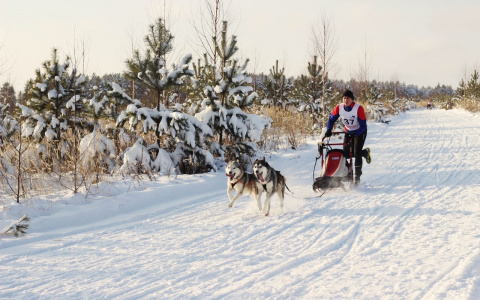 Денис Пшеницын из Кирова стал победителем гонок на упряжках с хаски