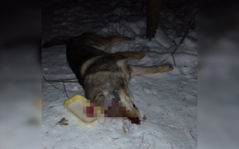 Под Кирово-Чепецком нашли тело застреленной собаки