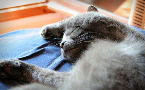 «Было видно, что животные домашние»: кировчане нашли страшную находку