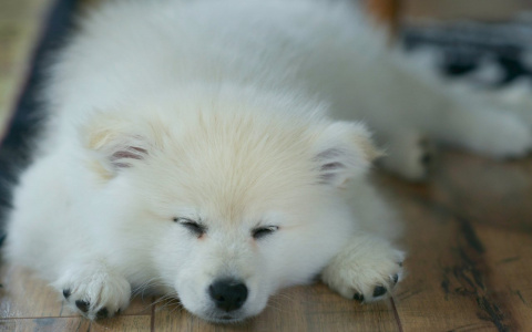 Львы преуспеют в делах, а Весам придется поволноваться: гороскоп на вторник