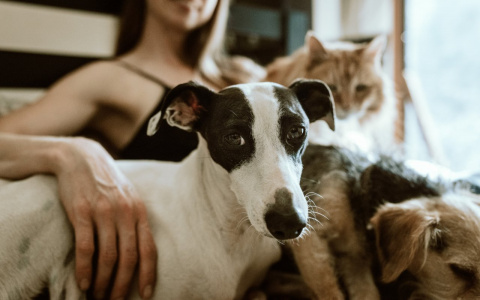 Водолеев будут критиковать, а Тельцам нельзя делиться секретами: гороскоп на воскресенье