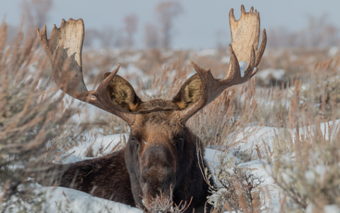 В Кировской области нашли останки отстрелянного лося: охотника накажут