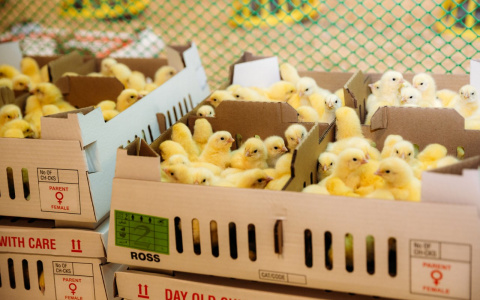 «Своё, родное» – теперь и в птице