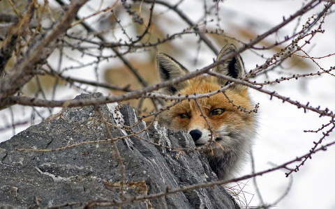 В Кировской области зафиксировали первый случай бешенства животных за 2021 год