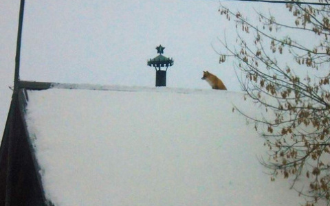 В селе Кировской области лиса забралась на крышу дома
