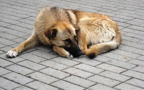 Кировчан обязали убирать за своими питомцами "продукты жизнедеятельности"