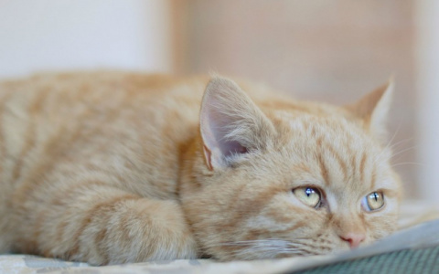 «Рвут шерсть и умирают от инсульта»: зоопсихолог о чувствах питомцев во время разлуки с хозяином