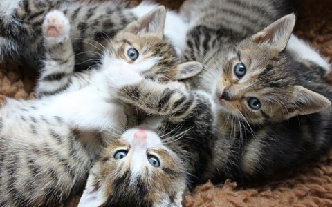 Госдума хочет отменить кировские правила на ограничение количества кошек и собак в квартире