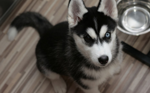 «Если я живу в коммуналке и хочу ребенка, тоже соседей спрашивать?»: зоозащитница о «квоте на животных» 