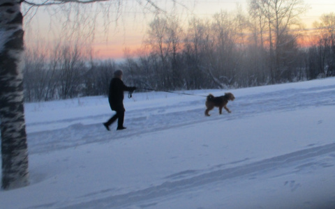 Кировчанин пожаловался на собак без намордников в общественном месте